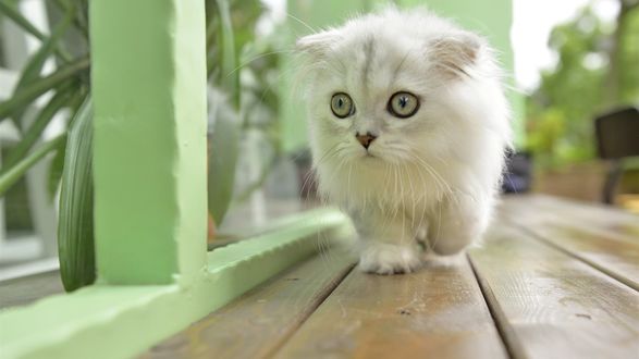 Обои на рабочий стол Белый кот идет по веранде