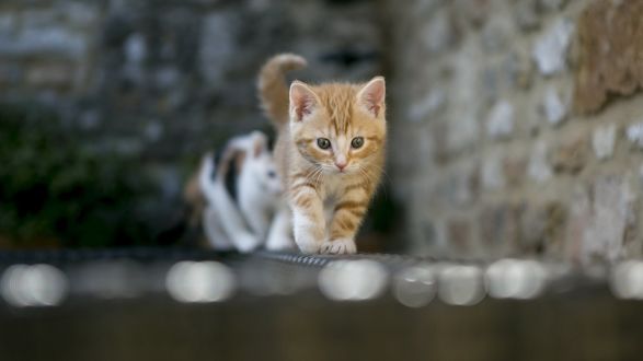 Обои на рабочий стол Котята идут вдоль каменной стены