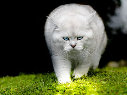 Обои на рабочий стол Белый кот идет по траве