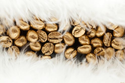 Обои на рабочий стол Золотистые кофейные зерна в окружении перышек