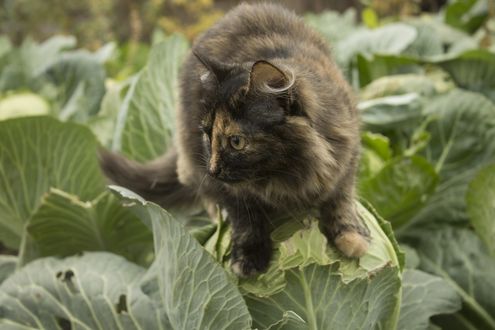 Обои на рабочий стол Кошка на кочане капусты