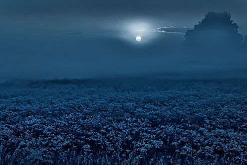 Обои на рабочий стол Ярко светящаяся луна в ночном, облачном небе осветила огромное поле с растущим на нем рапсом, автор Rimantas Bikulcius