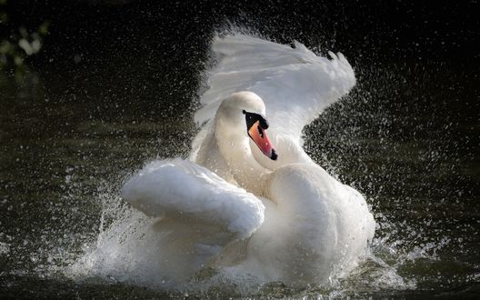 Лебедь взлетает с воды фото