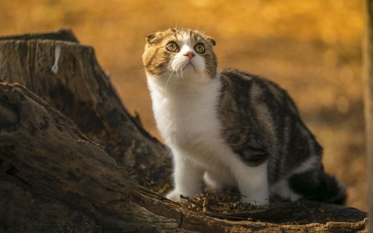 Обои на рабочий стол Шотландский кот на пеньке