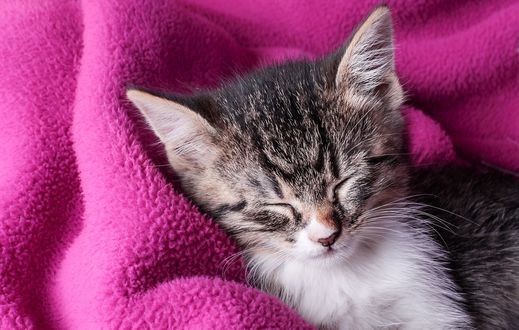 Обои на рабочий стол Милый котенок спит на одеяле
