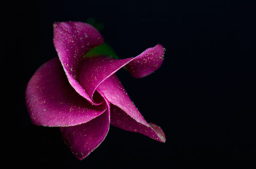 Обои на рабочий стол Красивый цветок на черном фоне