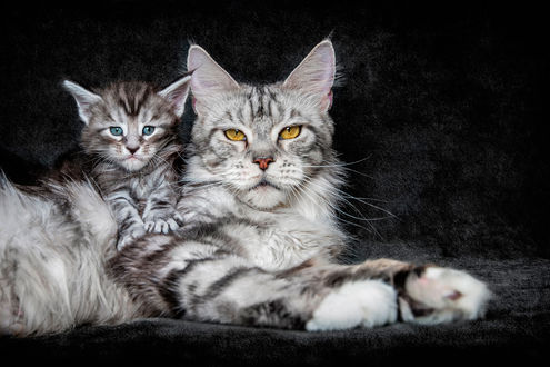 Обои на рабочий стол У мамы кошки и у ее котенка глаза разного цвета