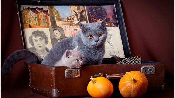 Обои на рабочий стол Кошка и котенок в старом чемодане с фотографиями
