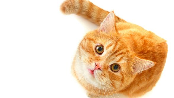 Обои на рабочий стол Рыжий кот смотрит вверх