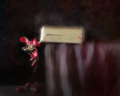 Обои на рабочий стол Книга, лежащая на батарее с зажатыми между листками красными цветами, автор Viacheslay