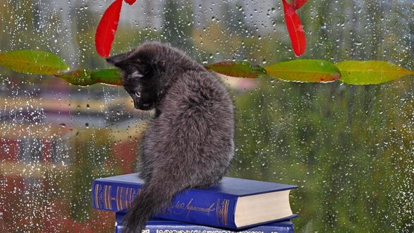Обои на рабочий стол Черный котенок сидит на книгах у окна, покрытого каплями воды и осенними листьями