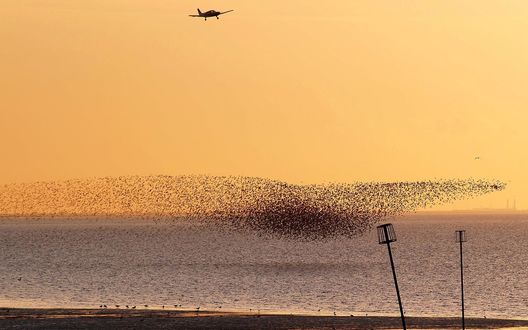 Обои на рабочий стол Стая птиц над морем и летящий в небе самолет