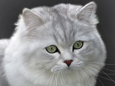 Обои на рабочий стол Британская длинношерстная кошка крупным планом