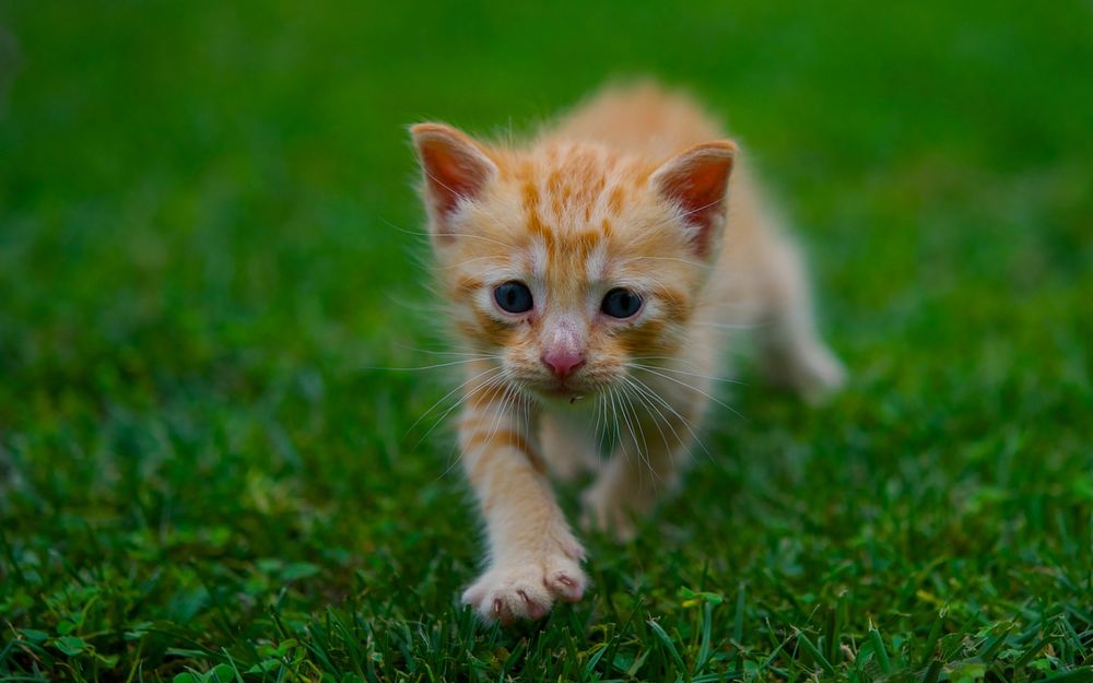 Обои для рабочего стола Рыжий маленький котенок идет по траве