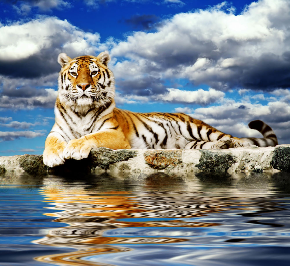 Обои для рабочего стола Тигр лежит на камне у воды на фоне неба с облаками