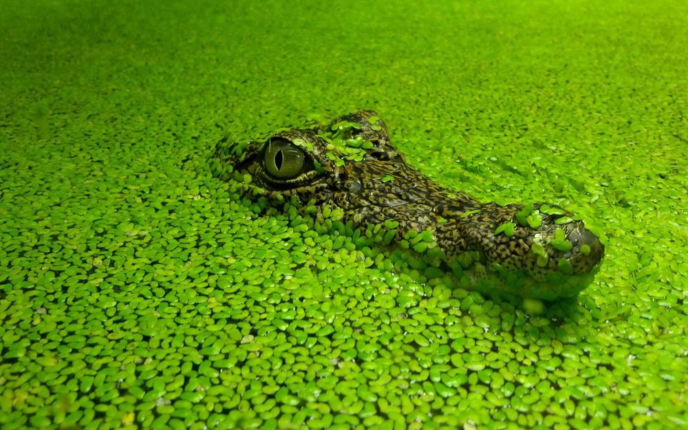 Обои для рабочего стола Крокодил высунул голову с воды, покрытой зелеными листьями водного растения