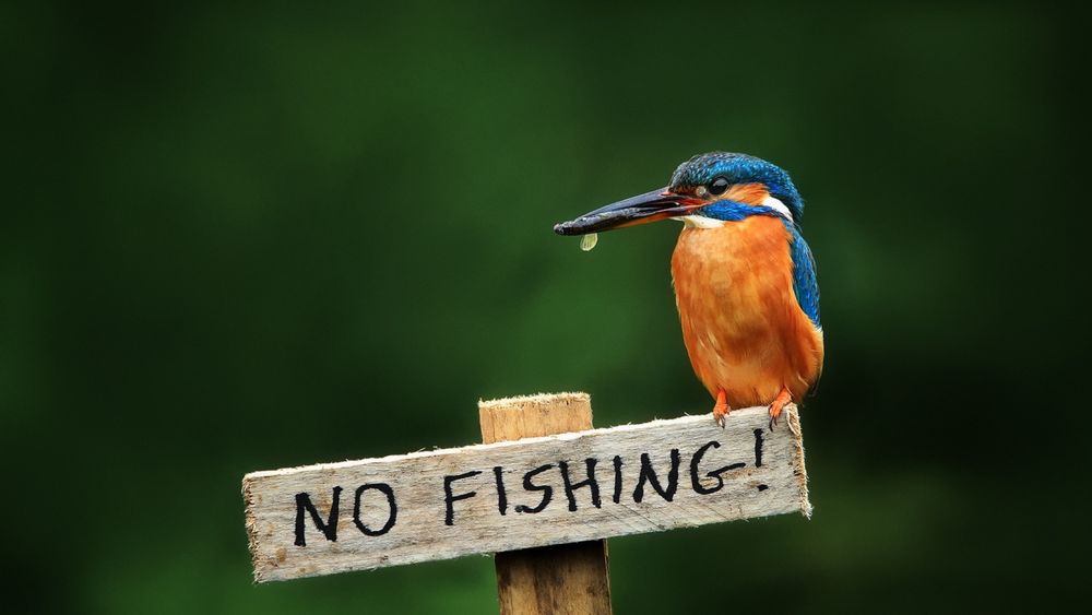 Обои для рабочего стола Птичка зимородок сидит на деревянной табличке, NO FISHING / Не рыбачить