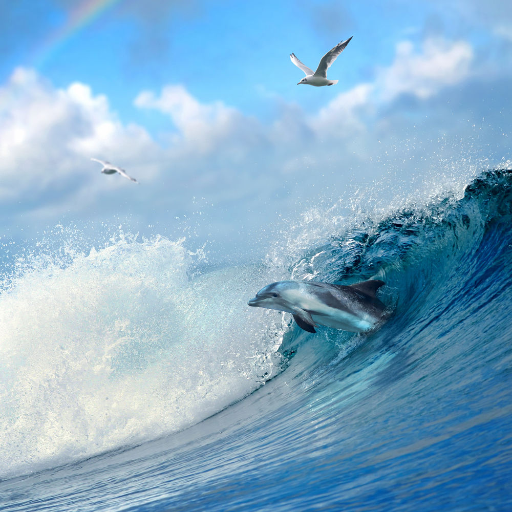 Обои для рабочего стола Дельфин выпрыгивает из морской волны на фоне неба с летящими чайками