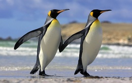 Обои для рабочего стола Два пингвина идут, взявшись за ласты