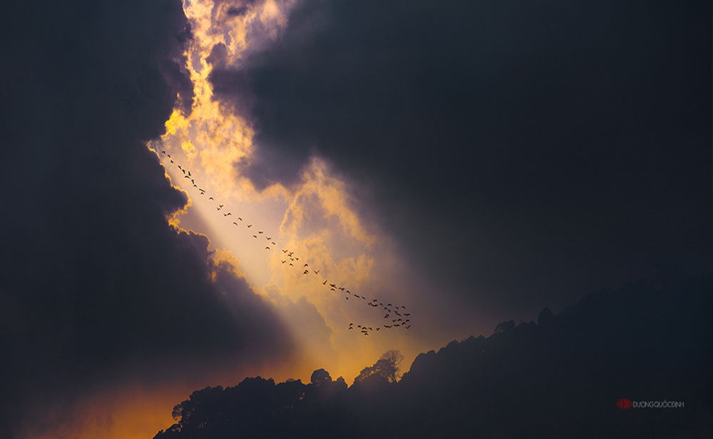 Обои для рабочего стола Стая перелетных птиц на фоне солнечного окна среди темных облаков, пролетающих над деревьями, автор DUONG QUOC DINH