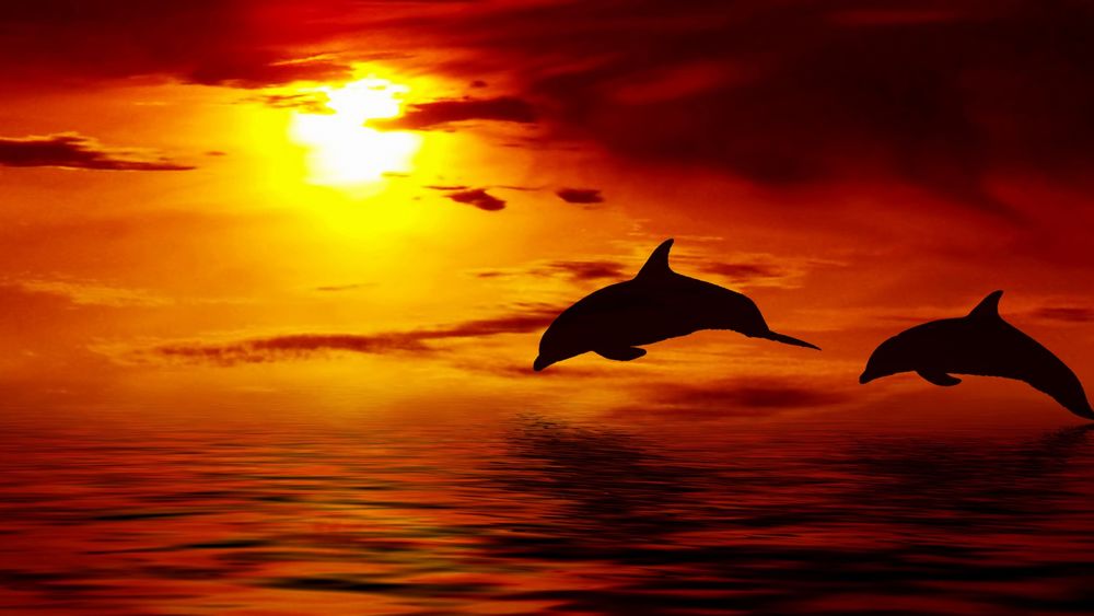 Обои для рабочего стола Два дельфина выпрыгивают из морских волн на фоне закатного солнца и неба