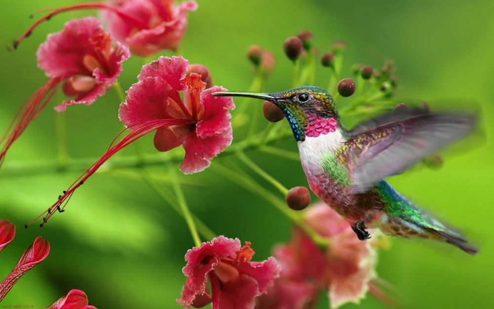 Обои для рабочего стола Красивая птичка колибри, собирает нектар с красных цветов