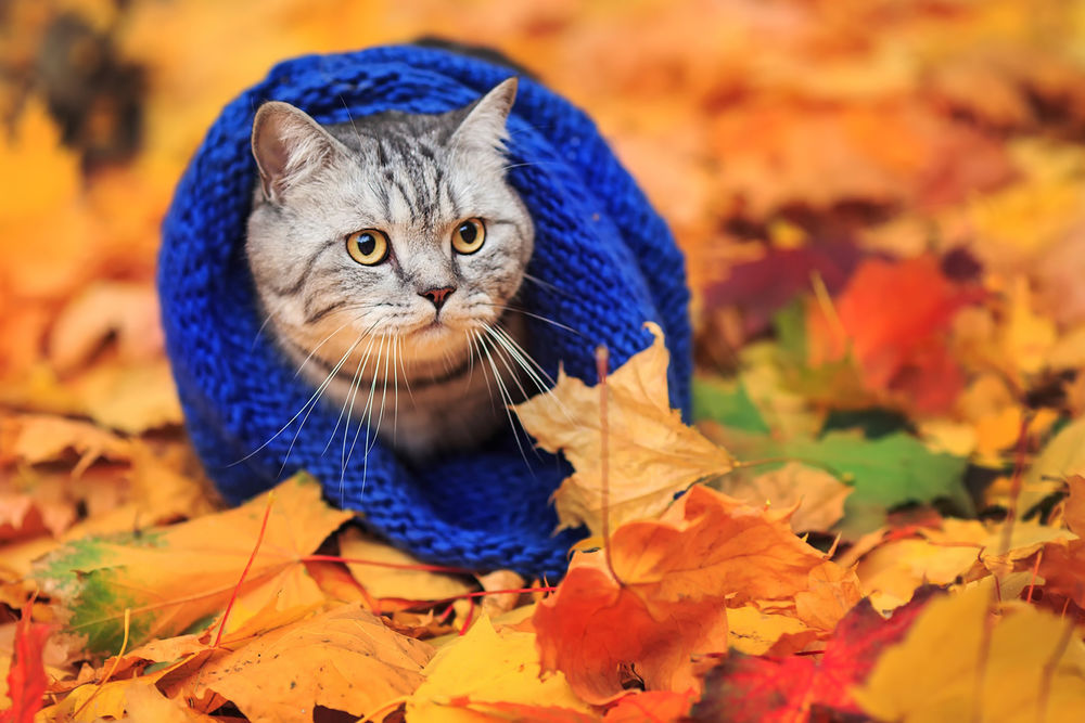 Обои для рабочего стола Милый кот, укрытый синим шарфом, сидит в осенних листьях