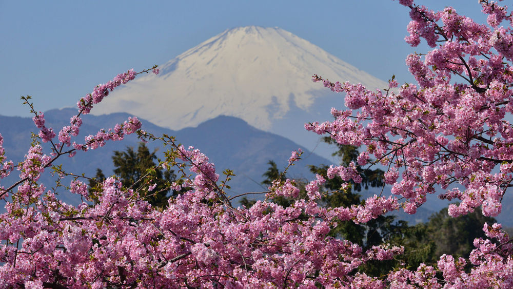 Обои для рабочего стола Цветение сакуры на фоне вулкана Фудзияма, Япония / Fuji, Japan