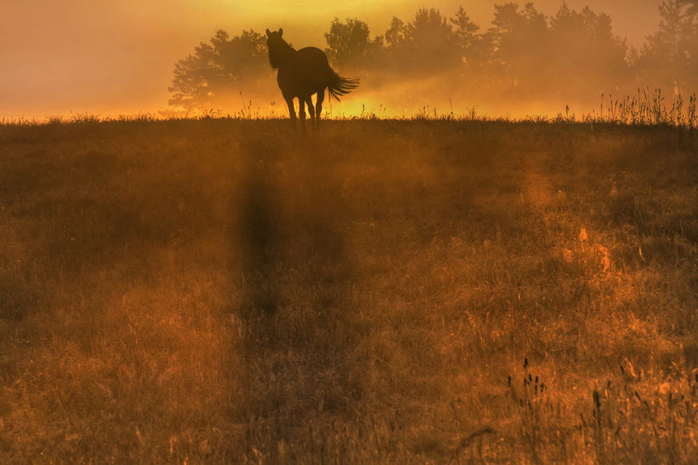 Обои для рабочего стола Солнечные лучи на утреннем небосклоне, затянутом туманной дымкой осветили деревья и лошадь, пасущуюся на косогоре с растущей на ней травой, автор Rimantas Bikulcius