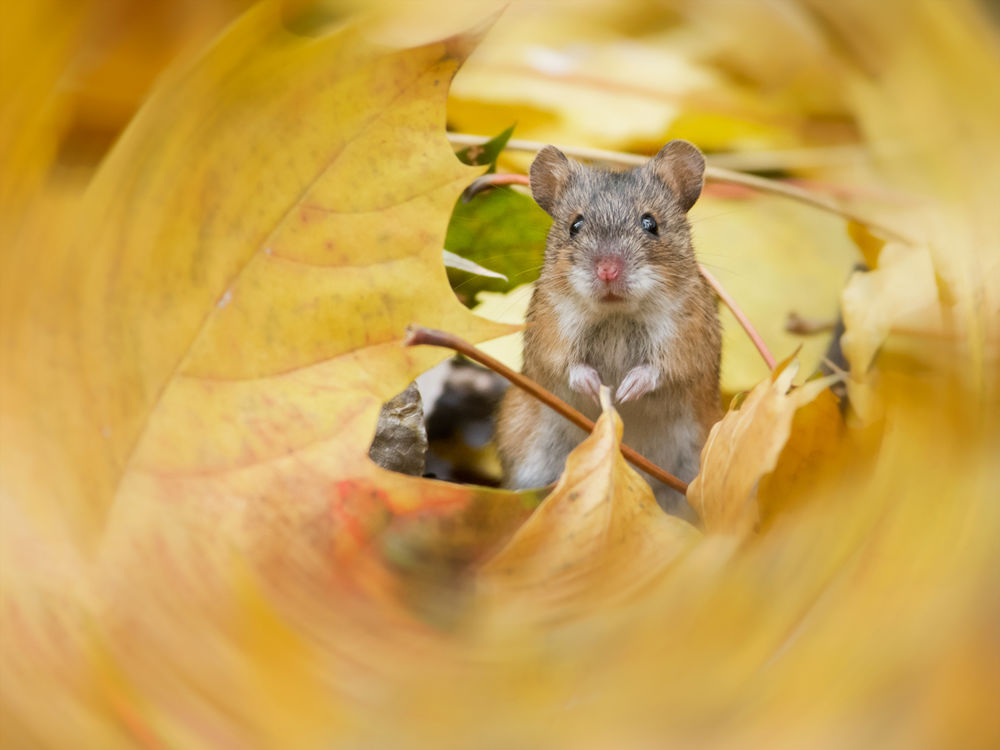 Обои для рабочего стола Мышь полевка в окружении осенних листьев, автор Валерий Субачев