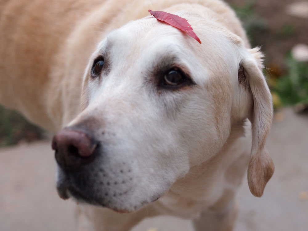 Обои для рабочего стола Собака с листом на голове, фотограф Debra Roberts