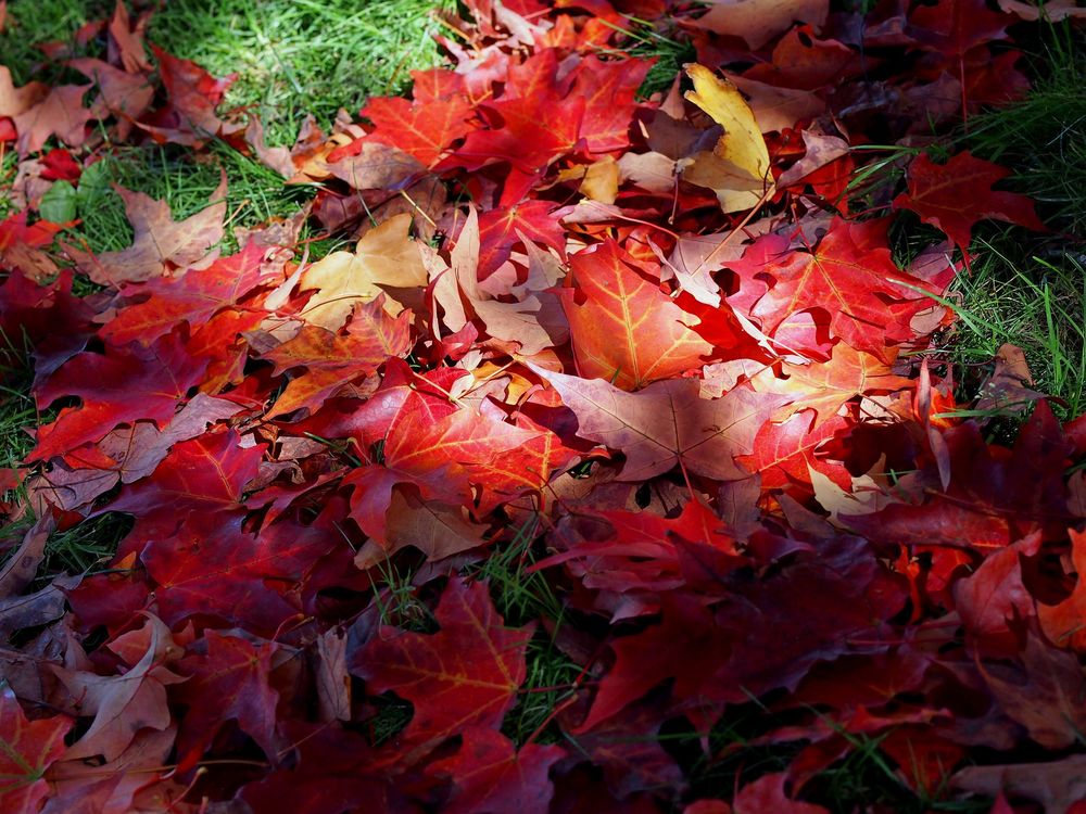 Обои для рабочего стола Осенние листья на траве, фотограф Debra Roberts