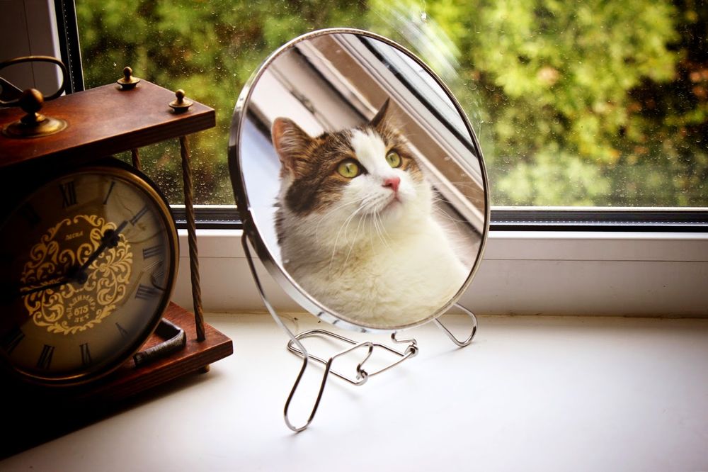 Обои для рабочего стола Отражение кошки в зеркале