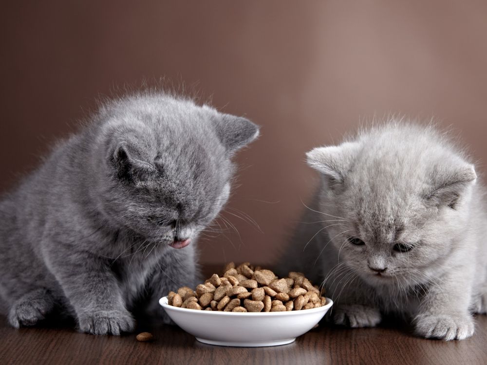 Обои для рабочего стола Два пушистых котенка возле блюдца с кормом