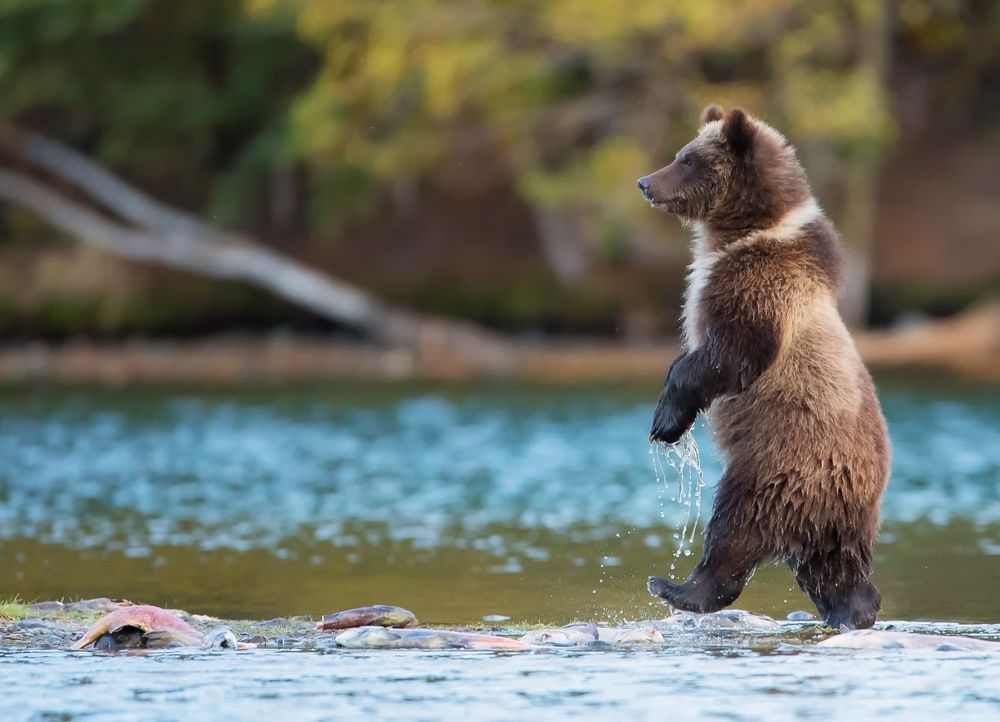 Обои на рабочий стол Медведь идет по мелководью реки на задних лапах .
