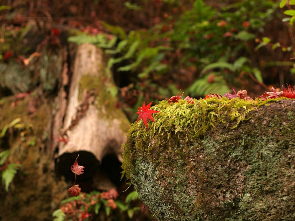 Обои для рабочего стола Поросший мхом и опавшими алыми, осенними листьями большой валун в лесу