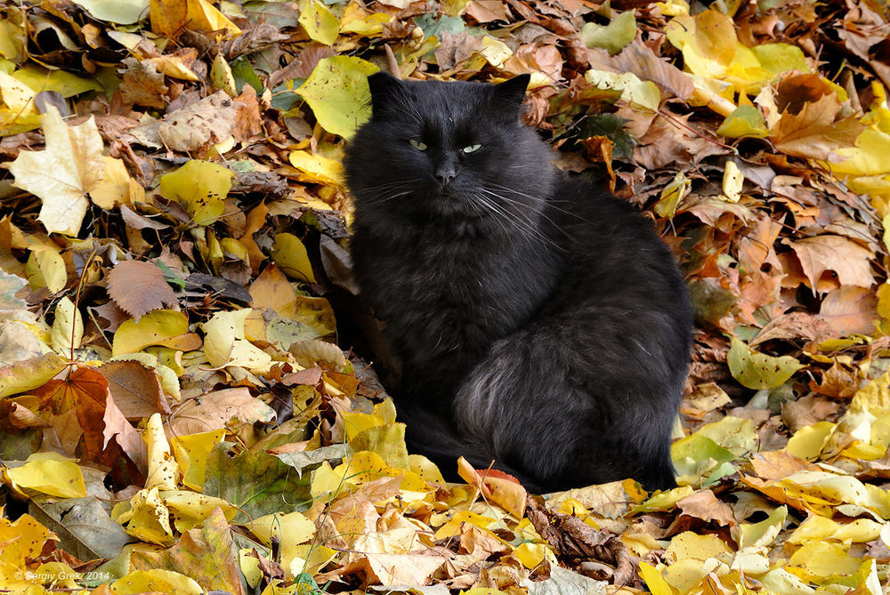 Обои для рабочего стола Черный кот, сидящий на осенних листьях, Сергей Грек
