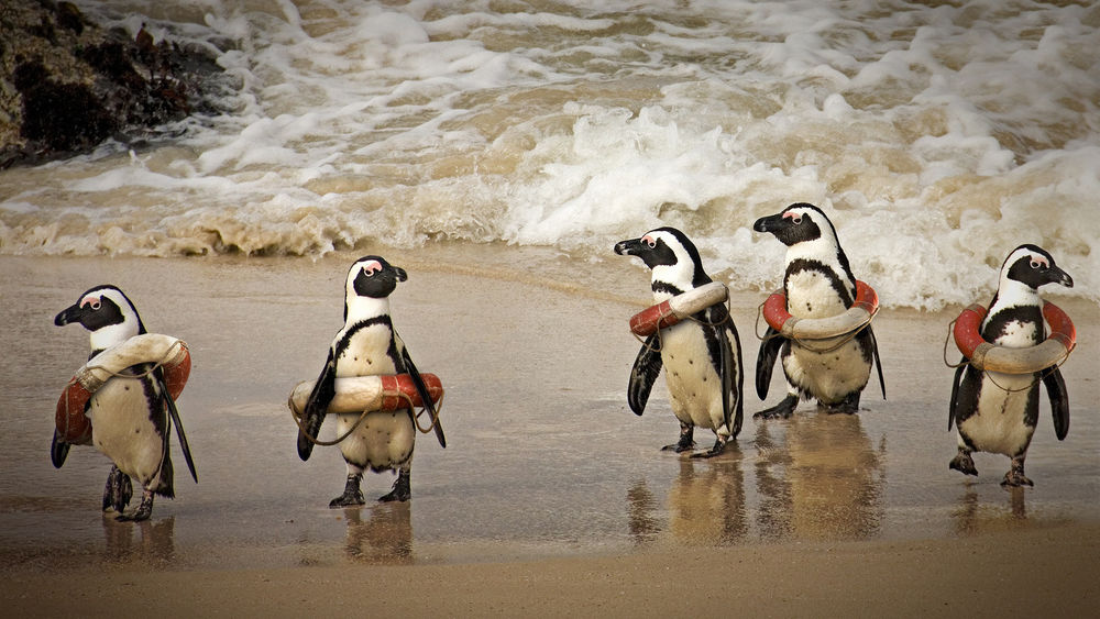 Обои для рабочего стола Стайка пингвинов в спасательных кругах стоят на берегу моря