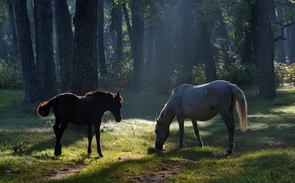 Обои для рабочего стола Лошади, пасущиеся на лесной опушке, освещенной солнечными лучами, автор Владимир Карчевський