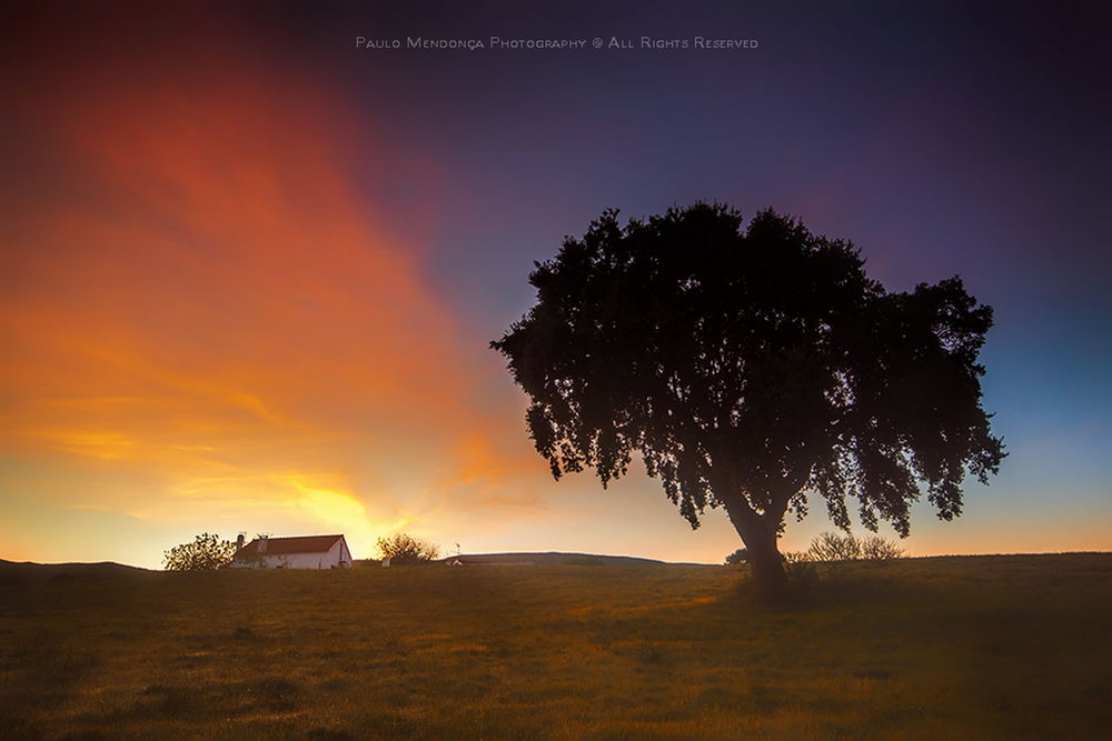 Обои для рабочего стола Одинокое дерево, растущее в поле, невдалеке от каменного дома на фоне вечернего небосклона с разноцветными облаками, автор PAULO MENDONCA