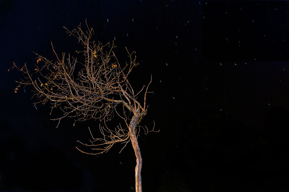 Обои для рабочего стола Одиночное дерево на фоне ночного неба