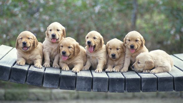Обои на рабочий стол Маленькие ретриверы / Retriever лежат на деревянном мостике