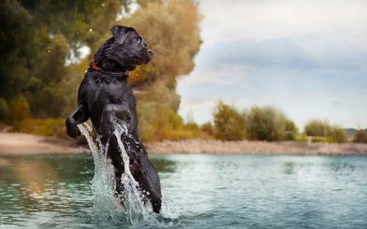 Обои на рабочий стол Собака выпрыгивает из воды поднимая брызги вокруг себя на заднем плане берег и растущие на нем деревья