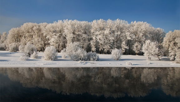 Обои на рабочий стол Лесная роща с деревьями и кустами, покрытыми густым слоем инея, растущая на заснеженном берегу реки, отразилась в зеркальной глади незамерзающей поверхности воды, автор Ромик