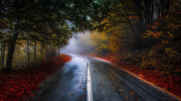 Обои на рабочий стол Асфальтовая дорога с разделительной полосой, усеянная красными, осенними листьями от растущих по ее обочинам деревьями, уходящая в туманную даль