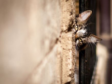 Фото кота выглядывающего из за угла