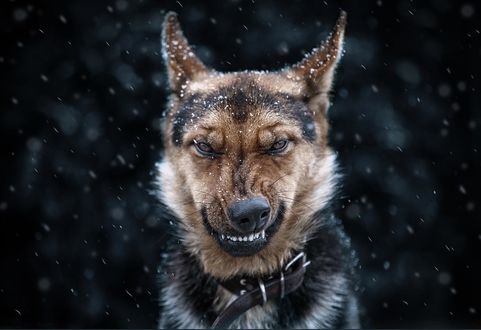 Обои на рабочий стол Пес под снегом, фотограф Полюшко Сергей