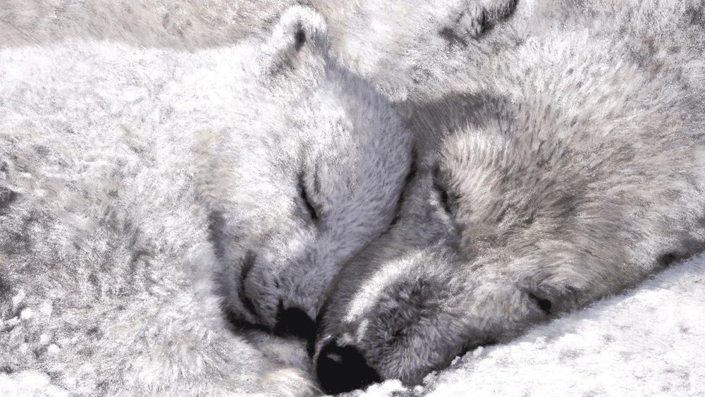 Обои для рабочего стола Белые медведи, мама и ее малыш, спят, прижимаясь мордочками друг к другу