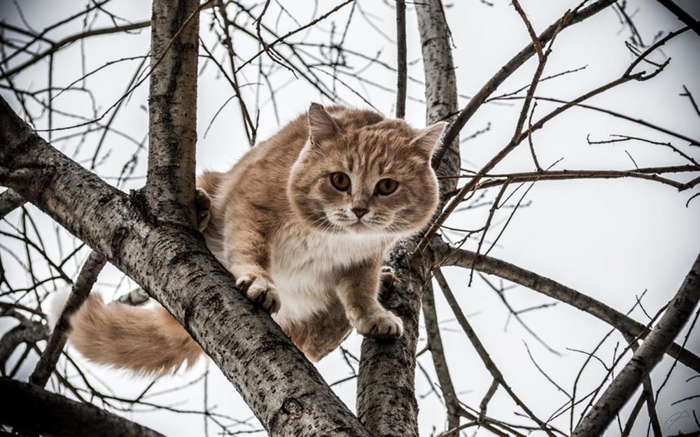 Котик на фоне неба