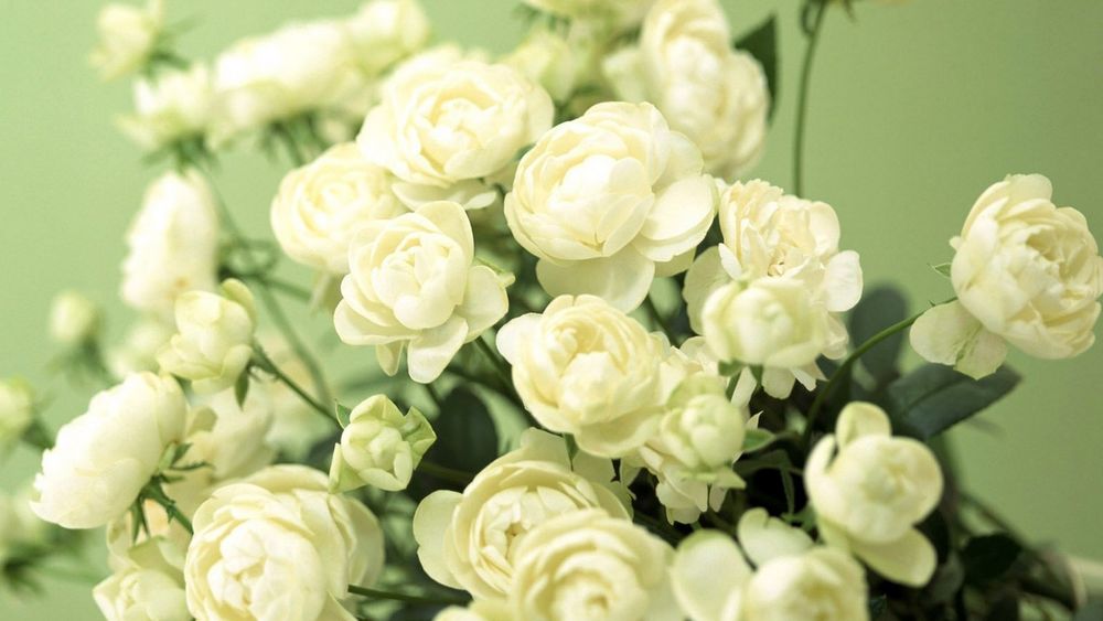 Обои для рабочего стола Большой букет белых кустовых роз на нежно-зеленом фоне
